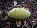 Boletus zelleri